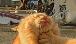 头像猫咪吃瓜,猫咪的夏日消暑新宠