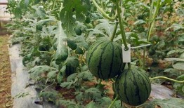 小末吃瓜,揭秘娱乐圈那些不为人知的幕后故事