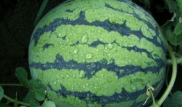 吃瓜巨宠全文下载,全程甜蜜宠爱大揭秘